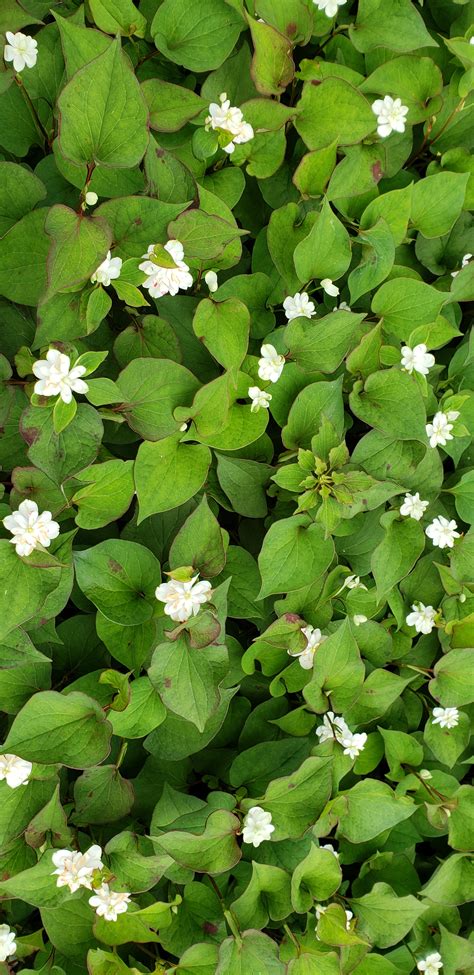 fish mint